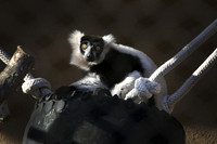 Zoos and Aquariums
