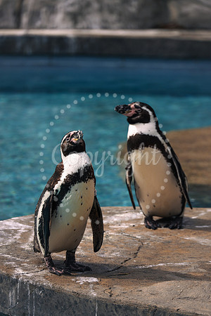 Lincoln Children's Zoo