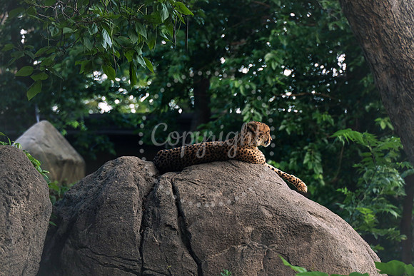 Omaha's Henry Doorly Zoo and Aquarium