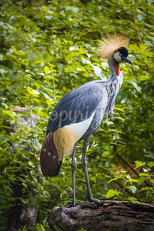 Lincoln Children's Zoo