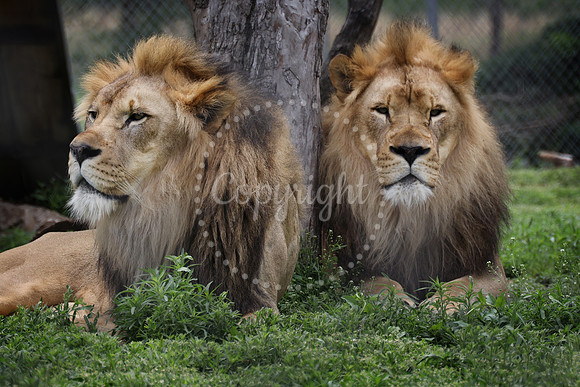 Lee Richardson Zoo