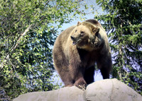 Minnesota Zoo