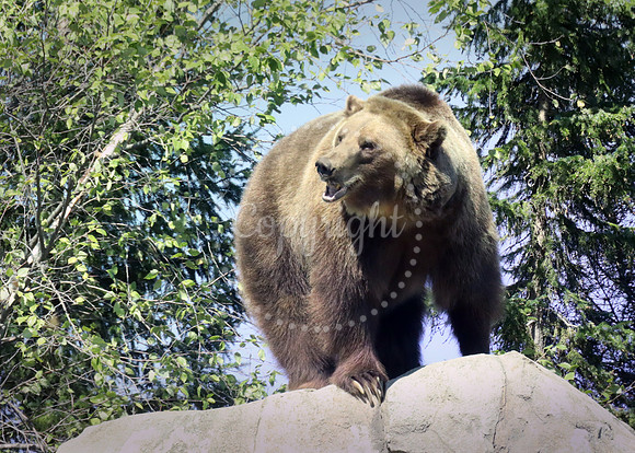 Minnesota Zoo