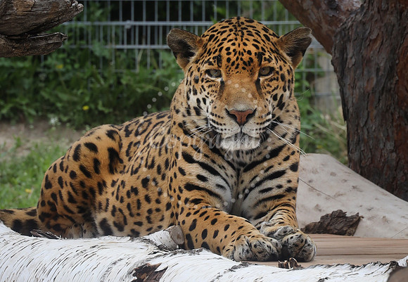 Lee Richardson Zoo
