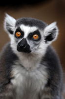 Lee Richardson Zoo
