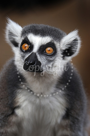 Lee Richardson Zoo