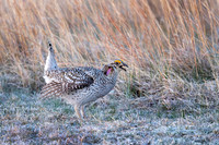 Sharp-tailed Grouse