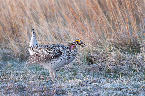 Sharp-tailed Grouse