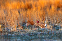Sharp-tailed Grouse at Sunrise