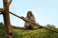 Minnesota Zoo