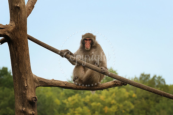 Minnesota Zoo