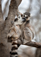 Lee Richardson Zoo