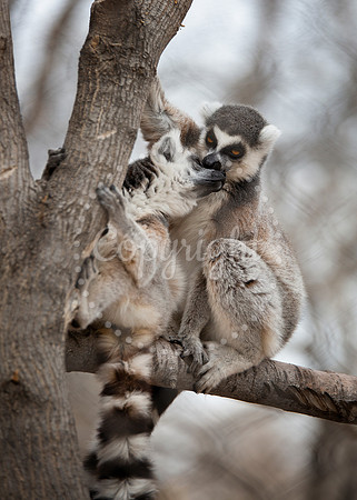 Lee Richardson Zoo
