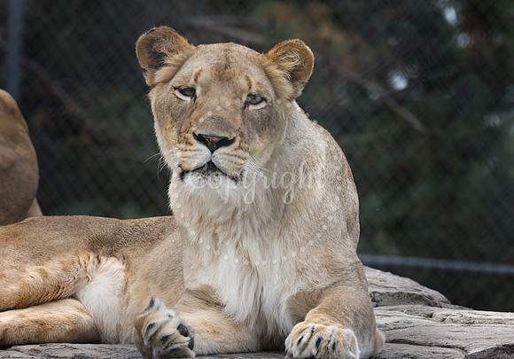 Lee Richardson Zoo