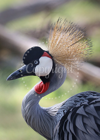 Lee Richardson Zoo