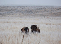 Nature/Wildlife