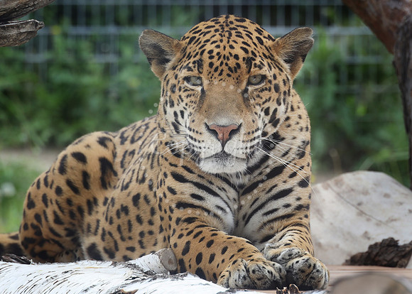 Lee Richardson Zoo