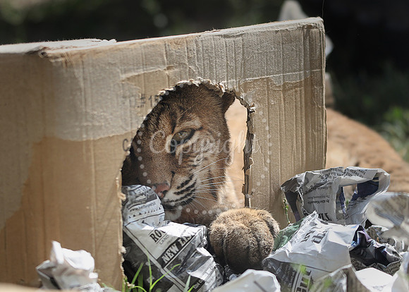 Lee Richardson Zoo