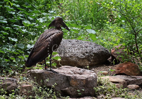 Lee Richardson Zoo