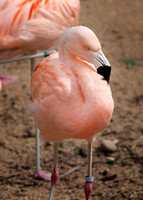 Lee Richardson Zoo