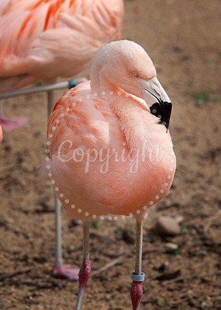 Lee Richardson Zoo