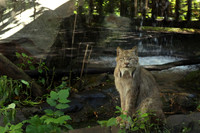Minnesota Zoo