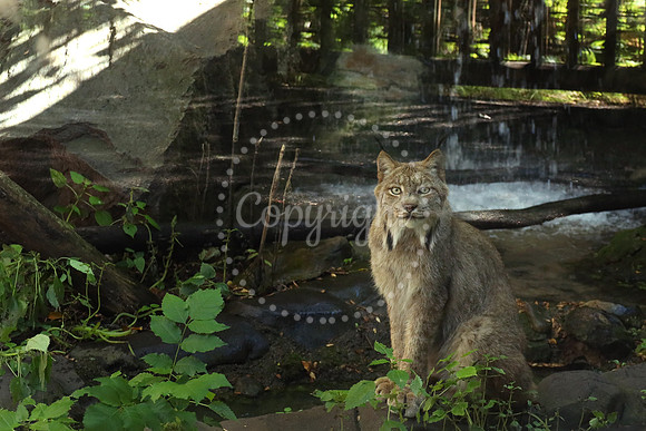 Minnesota Zoo