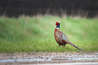 Pheasant on Gravel