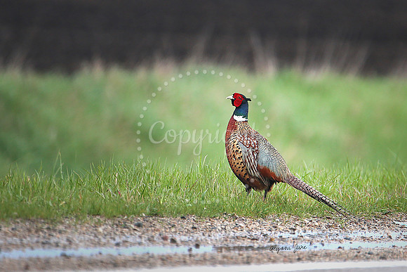 Pheasant on Gravel