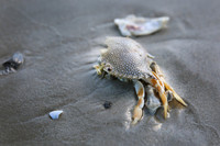 Crab in Decay