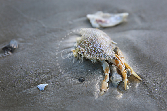 Crab in Decay