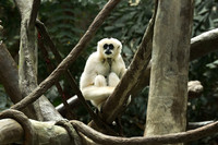Minnesota Zoo