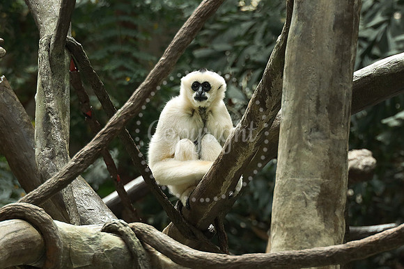 Minnesota Zoo