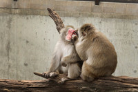 Minnesota Zoo