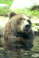 Minnesota Zoo