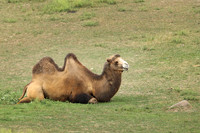 Minnesota Zoo