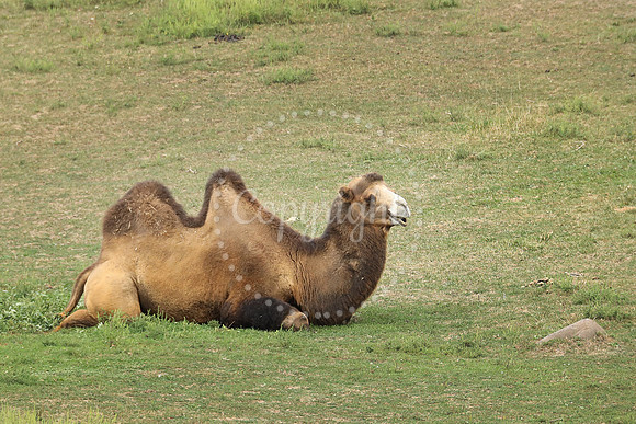Minnesota Zoo