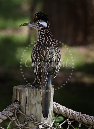 Lee Richardson Zoo