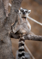Lee Richardson Zoo