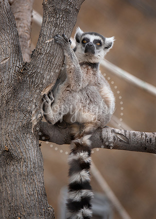 Lee Richardson Zoo