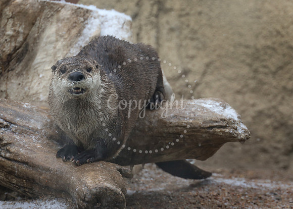 Lee Richardson Zoo