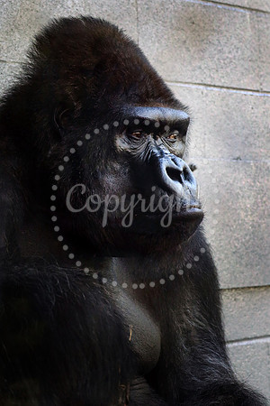 Kansas City Zoo