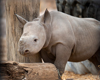 Lee Richardson Zoo