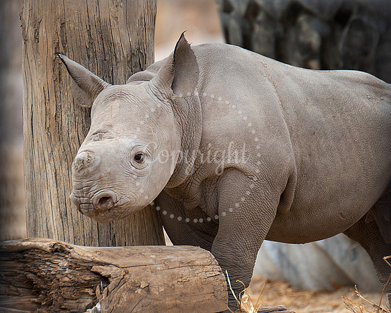 Lee Richardson Zoo