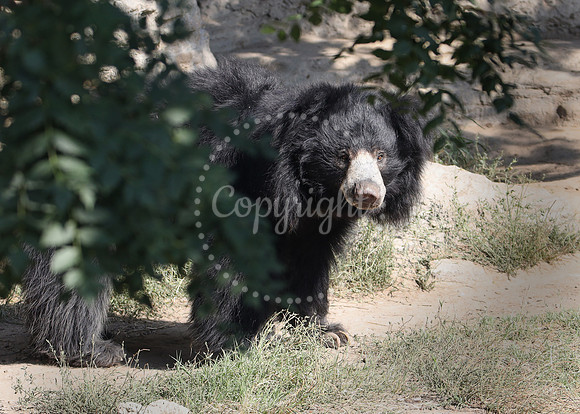 Lee Richardson Zoo