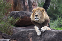 Disney's Animal Kingdom