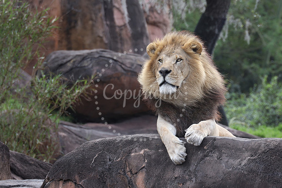 Disney's Animal Kingdom