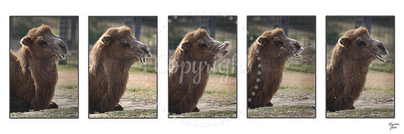 Lee Richardson Zoo